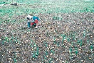 ಹೊಸದುರ್ಗ ತಾಲ್ಲೂಕಿನ 64 ಗ್ರಾಮಗಳಲ್ಲಿ ತೀವ್ರ ಬರದ ಛಾಯೆ