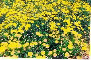 ಅಂತೂ ಬಂತು ಸೇವಂತಿಗೆಗೆ ಬಂಪರ್ ಬೆಲೆ