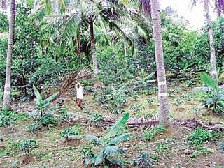 ಬಯಲು ಸೀಮೆಯಲ್ಲಿ ಕಾಫಿ