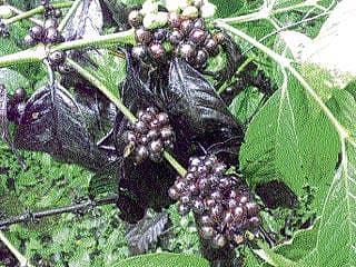 ಕಾಫಿಗೆ ಉತ್ತಮ ಬೆಲೆ: ಕಾರ್ಮಿಕರಿಗೆ ಬರ