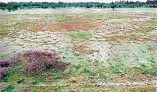 ಕಾಡುತ್ತಿರುವ ಬರ: ರೂ. 237 ಕೋಟಿ ಬೆಳೆ ನಷ್ಟ