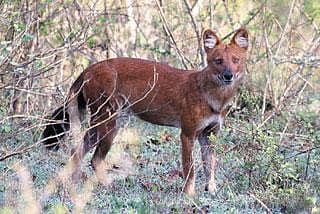 ಜೀವವೈವಿಧ್ಯದ ಬೊರ್ ಧಾಮ