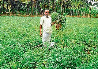 ಆಲೂಗೆಡ್ಡೆ ಬೆಳೆದ ರೈತನ ಯಶೋಗಾಥೆ