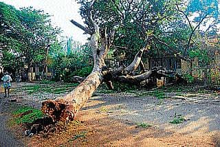 ಧಾರಾಕಾರ ಮಳೆ: ಧರೆಗೆ ಉರುಳಿದ ಮರ