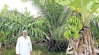 ತಾಳೆಯೊಂದಿಗೆ ಬಾಳೆ