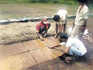 ಬೀಜದ ಭತ್ತ ಬೆಳೆಯುವ ರೈತ