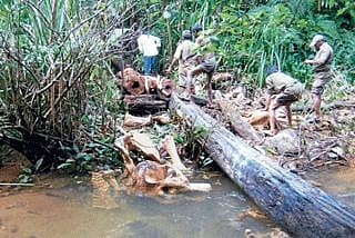 ಆನೆ ಕಳೇಬರ ಪತ್ತೆ: ಗುಂಡೇಟು ಶಂಕೆ