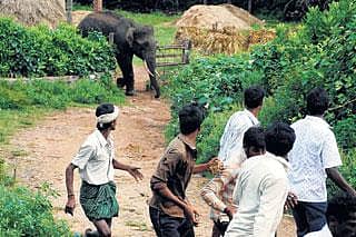 ಎಚ್.ಡಿ.ಕೋಟೆ: ಕಾಡಿಗೆ ತೆರಳದೆ ನಾಡಿನಲ್ಲೇ ಬೀಡುಬಿಟ್ಟ ಕಾಡಾನೆ