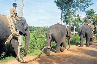 ಎಚ್.ಡಿ.ಕೋಟೆ: ಕೊನೆಗೂ ಸೆರೆ ಸಿಕ್ಕ ಕಾಡಾನೆ