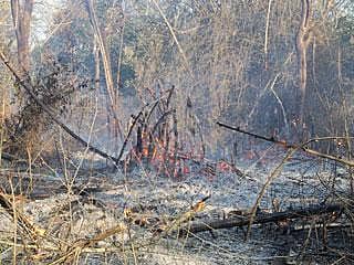 ಗಿರಿಜನರ ಕೈವಾಡವಿಲ್ಲ