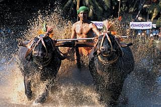 ಚಂದಪದ್ಯ: ಕಂಬಳ