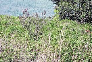 ವನ್ಯಜೀವಿ ಹೊಟ್ಟೆಗೆ ಕರಿಕಡ್ಡಿ ಕಂಟಕ