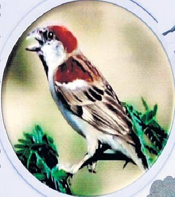 ಗುಬ್ಬಿಗಳ ವಲಸೆಗೆ ಕಳವಳ