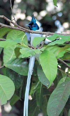 ರಾಜ ಹಕ್ಕಿ ಹಾರಿಬಂದಿತ್ತಾ...
