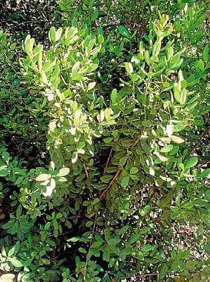 ಅಪರೂಪದ ಬೆಳೆ - ಸರ್ವಸಾಂಬಾರ