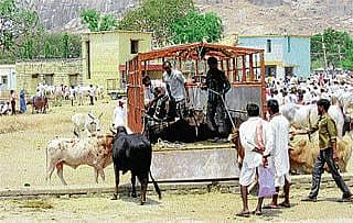 ಬರದ ನಾಡಿನ ಜಾನುವಾರು ಕಸಾಯಿಖಾನೆಗೆ