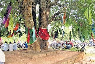 ಮರಕ್ಕೆ ಸೀರೆ ರಕ್ಷೆ