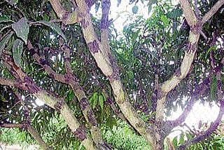 ಮಾವಿಗೆ ಮಾರಕ ಕಪ್ಪು ಸುತ್ತು ರೋಗ