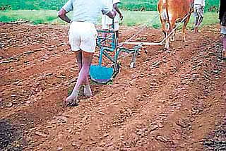 ದ್ವಿದಳ ಧಾನ್ಯ ಕೃಷಿಗೆ ವಿಶೇಷ ಕೊಡುಗೆ