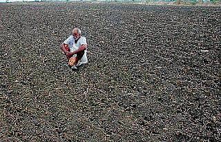 ಕೈಕೊಟ್ಟ ಮುಂಗಾರು: ಒಣಗಿದ ಕಬ್ಬು, ನೀರಿಗೂ ತತ್ವಾರ