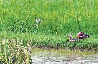 ಬಂಜರಾಗಲಿದೆ ತುಂಗಭದ್ರೆ ಭೂಮಿ