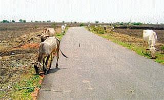 ಮೇವಿಗಾಗಿ ಪರದಾಡುತ್ತಿರುವ ಜಾನುವಾರು...!