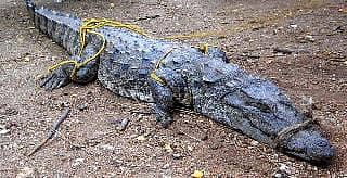 ಜನರಲ್ಲಿ ಭಯ ಹುಟ್ಟಿಸಿದ್ದ ಮೊಸಳೆ ಜೀವಂತ ಸೆರೆ