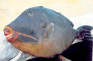 ಗಾಳಕ್ಕೆ ಸಿಕ್ಕ ವಿಶೇಷ ಮೀನು