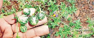 ಮೈತುಂಬ ಮುಳ್ಳಿನ ನೆಲಗುಳ್ಳ