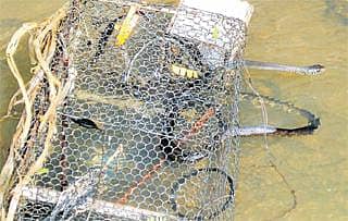 ಹಕ್ಕಿಹಾರಿ ಹೋಯಿತು; ಹಾವು ಪಂಜರ ಸೇರಿತು!