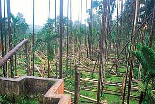ಬಿರುಗಾಳಿಗೆ ಅಡಿಕೆ, ತೆಂಗು, ರಬ್ಬರ್ ಮರಗಳು ನೆಲಕ್ಕೆ