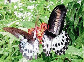 ಕಣ್ಮನ ಸೆಳೆಯುವ ಅಪರೂಪದ ಪತಂಗ