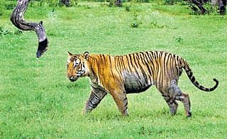 ಹಸಿರು ಹಾದಿಯಲ್ಲಿ ಹುಲಿರಾಯ