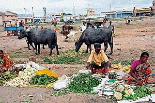 ಅವ್ಯವಸ್ಥೆಯ ಆಗರ ಈ ಎಪಿಎಂಸಿ ಆವರಣ