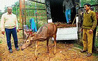 ಕಾಡಿಗೆ ಮರಳಿದ ಕಡವೆ