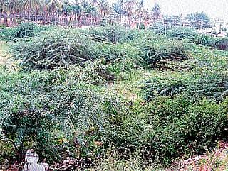 ಹೊಸಕೆರೆ: ಜಾಲಿ ದರ್ಬಾರು