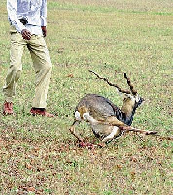 ಕೃಷ್ಣಮೃಗಗಳ ಬೇಟೆ ಸಂಚು ಬಯಲು!