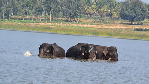 ಹುಣಸೂರು ತಾಲ್ಲೂಕಿನ ಹೈರಿಗೆ ಕೆರೆಯಲ್ಲಿ ಶುಕ್ರವಾರ ಜಲಕ್ರೀಡೆಯಲ್ಲಿ ಮಗ್ನವಾಗಿರುವ ಕಾಡಾನೆಗಳ ಹಿಂಡು