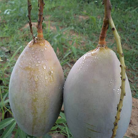 ಶ್ರೀನಿವಾಸಪುರ ಹೊರವಲಯದಲ್ಲಿನ ತೋಟವೊಂದರಲ್ಲಿ ತೋತಾಪುರಿ ತಳಿಯ ಮಾವಿನ ಮೇಲೆ ಜಿಗಿ ನೊಣಗಳು ಸುರಿದಿರುವ ಅಂಟು.