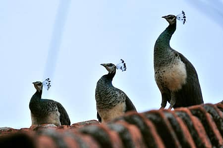 ‘ನೀಲಿಯ ಬಾನಲಿ ಕರಿಮುಗಿಲೇ ನವಿಲಿನ ನೃತ್ಯಕೆ ಕರೆಯೋಲೆ’ ಎನ್ನುವುದು ಜನಪ್ರಿಯ ಚಿತ್ರಗೀತೆಯೊಂದರ ಸಾಲು. ಬಾನಲ್ಲಿ ಕರಿಮುಗಿಲು ಹರಡಿಕೊಂಡು, ಇಳೆಗೆ ತಂಪೆರೆಯುವ ಮಳೆಯ ಆಗಮನದ ನಿರೀಕ್ಷೆ ಎಲ್ಲೆಡೆ ಇರುವಾಗ ಗಂಗೊಳ್ಳಿಯ ನಿವೃತ್ತ ಸರ್ಕಾರಿ ಉದ್ಯೋಗಿ ರತ್ನಾಕರ ಗಂಗೊಳ್ಳಿ ಅವರ ಮನೆಯ ಮಾಡಿನ ಮೇಲೆ ತ್ರಿವಳಿ ನವಿಲು ತದೇಕ ದೃಷ್ಟಿಯಿಂದ ಆ ಕರೆಯೋಲೆಯ ನಿರೀಕ್ಷೆಯಲ್ಲಿರಬಹುದೇ ಎನ್ನಿಸುವಂತಿದೆ ಗಂಗೊಳ್ಳಿಯ ಛಾಯಾಗ್ರಹಕ ಗಣೇಶ ಪಿ. ಅವರು ಸೆರೆಹಿಡಿದಿರುವ ಈ ದೃಶ್ಯ. (ಬೈಂದೂರು ಚಿತ್ರ)