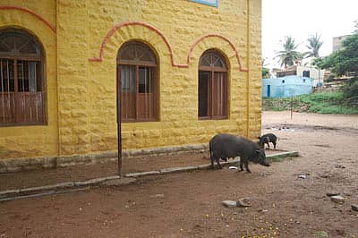 ಹಂದಿಗಳ ಆವಾಸಸ್ಥಾನವಾದ ಶಾಲಾ ಅಂಗಳ