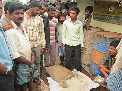 ಮಾಯಕೊಂಡ ಸಮೀಪದ ಹೆದ್ನೆ ಗ್ರಾಮದ ನ್ಯಾಯಬೆಲೆ ಅಂಗಡಿಯಲ್ಲಿ ವಿತರಿಸುವ ಅಕ್ಕಿ ಕಳಪೆಯಾಗಿದೆ ಎಂದು ಆರೋಪಿಸಿ ಗ್ರಾಮಸ್ಥರು, ಮಂಗಳವಾರ ಅಕ್ಕಿಯನ್ನು ನ್ಯಾಯಬೆಲೆ ಅಂಗಡಿಯ ಮುಂದೆಯೇ ಸುರಿದು ಪ್ರತಿಭಟಿಸಿದರು.