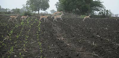ಗಜೇಂದ್ರಗಡ ಸುತ್ತಲಿನ ಕೃಷಿ ಜಮೀನಿನಲ್ಲಿ ದಾಳಿ ಮಾಡಿರುವ ಕೃಷ್ಣಮೃಗಗಳು