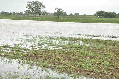 ಹಾವೇರಿ ತಾಲ್ಲೂಕಿನ ಹಾಲಗಿ ಗ್ರಾಮದ ಹೊಲವೊಂದರಲ್ಲಿ ವರದಾ ನದಿ ನೀರು ನುಗ್ಗಿದ್ದರಿಂದ ಬೆಳೆ ನೀರಿನಲ್ಲಿ ನಿಂತಿದೆ