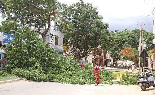 ಕೋಲಾರ- ಟೇಕಲ್ ರಸ್ತೆ ವಿಸ್ತರಣೆ ಸಲುವಾಗಿ ಸೋಮವಾರ ರಸ್ತೆ ಬದಿ ಮರಗಳನ್ನು ಕಡಿಯಲಾಯಿತು.
