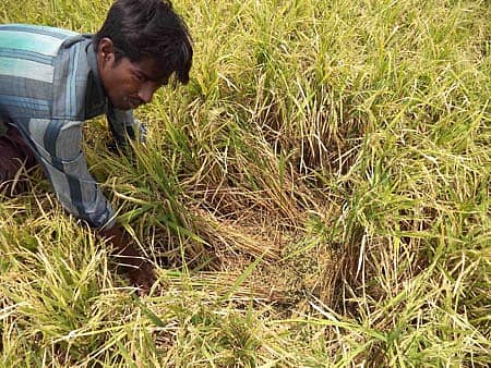 ಕುರುಗೋಡು ಸಮೀಪದ ಎಚ್.ವೀರಾಪುರ ಗ್ರಾಮದಲ್ಲಿ ಅಕಾಲಿಕ ಆಲಿಕಲ್ಲು ಮಳೆಯಿಂದ ತೆನೆಯ ಕಾಳು ನೆಲಕ್ಕೆ ಉದುರಿದ್ದನ್ನು ತೋರಿಸುತ್ತಿರುವ ಭತ್ತ ಬೆಳೆಗಾರ.