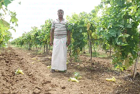 ಬಸವನಬಾಗೇವಾಡಿ ಪಟ್ಟಣ ಸಮೀಪ ಇರುವ ಪ್ರವೀಣ ಪವಾರ ಎಂಬುವವರ ತೋಟದಲ್ಲಿ ಮಳೆ-ಗಾಳಿಯಿಂದಾಗಿ ದ್ರಾಕ್ಷಿ ನೆಲಕ್ಕುರಿಳಿರುವುದು.