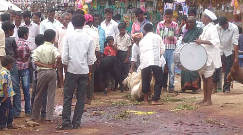 ಇಳಕಲ್ ಸಮೀಪದ ಗುಗ್ಗಲಮರಿ ಗ್ರಾಮದಲ್ಲಿ ದುರ್ಗಾದೇವಿ ಜಾತ್ರೆಯಲ್ಲಿ ಪ್ರಾಣಿಬಲಿ ನೀಡುತ್ತಿರುವ ಭಕ್ತರು