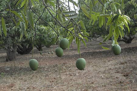 ಸಾಂದರ್ಭಿಕ ಚಿತ್ರ/ ಎಂ ಆರ್ ಮಂಜುನಾಥ