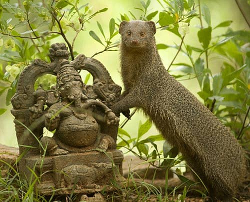 ಬಂಡೀಪುರದ ಅರಣ್ಯದಲ್ಲಿ ಗಣೇಶನ ಶಿಲಾವಿಗ್ರಹವನ್ನು ಮುಂಗುಸಿ­ಯೊಂದು ಹಿಡಿದು ನಿಂತಿದ್ದ ಈ ಆಕರ್ಷಕ ನೋಟ ‘ಪ್ರಜಾವಾಣಿ’ ಓದುಗ, ಹವ್ಯಾಸಿ ಛಾಯಾಗ್ರಾಹಕ ಜೋಸೆಫ್‌ ರಾಜ್‌ ಅವರ ಕ್ಯಾಮೆರಾಕ್ಕೆ ಸೆರೆ ಸಿಕ್ಕಿದೆ